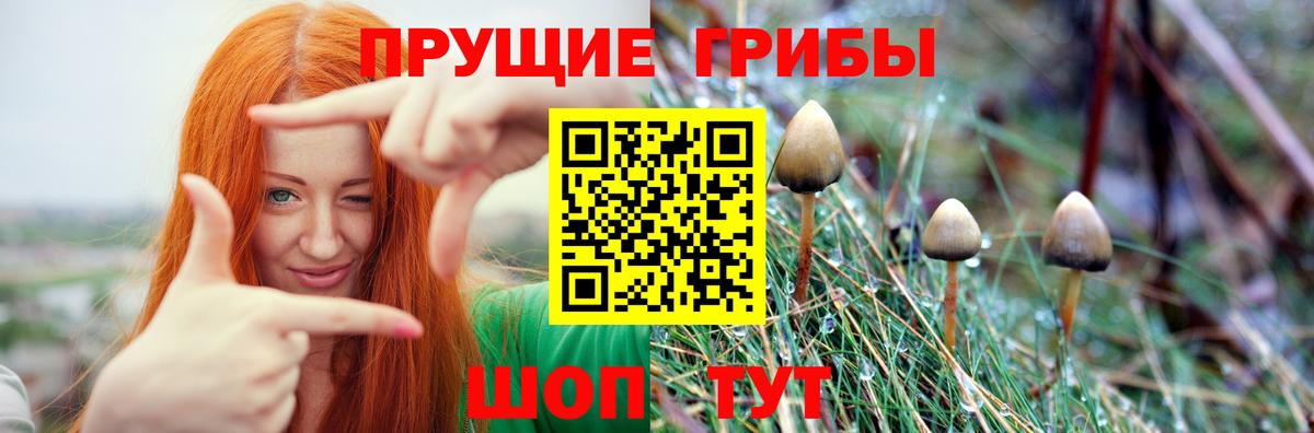 Вязники  Галлюциногенные грибы GOLDEN TEACHER  Вход с VPN 